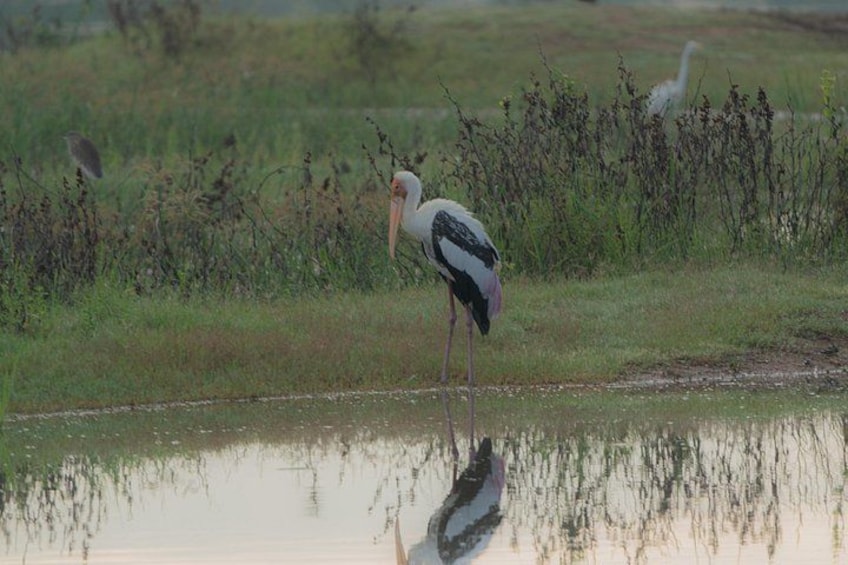 A large white bird standing by a water body with reflections, surrounded by greenery. 5