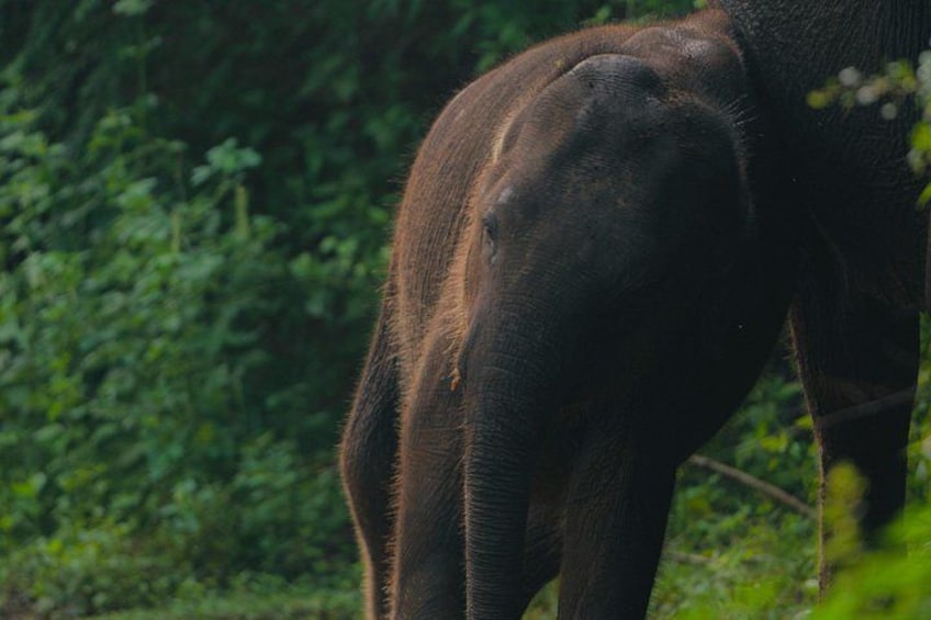 An elephant in a natural setting with dense foliage in the background. 4