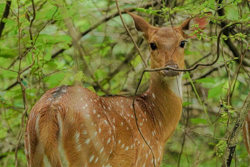 A deer with white spots in a forested area. 2