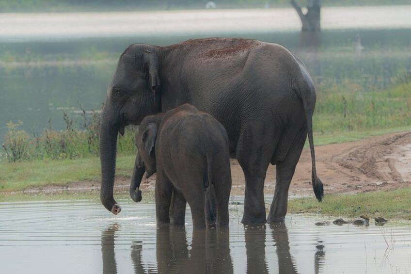 An adult elephant and a calf standing in shallow water. 1