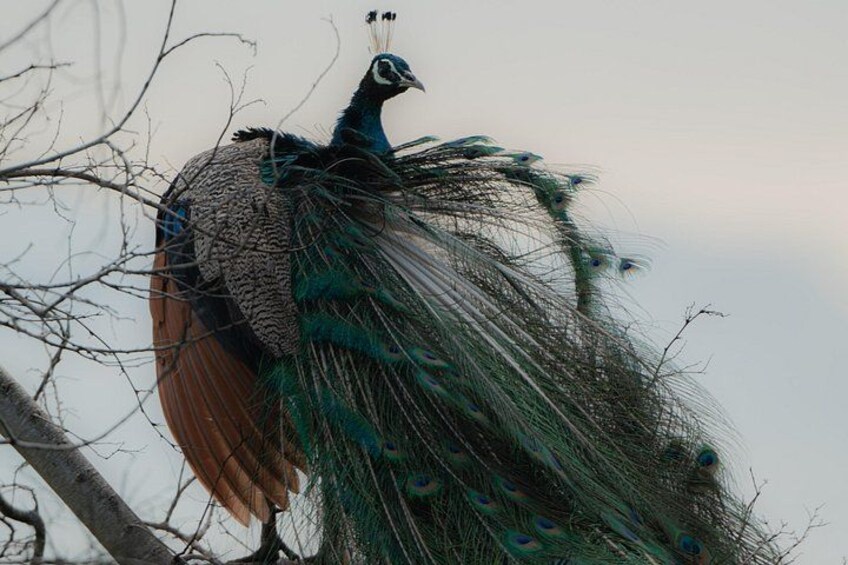 A peacock with a long tail displaying vibrant blue and green feathers, perched on a branch. 3