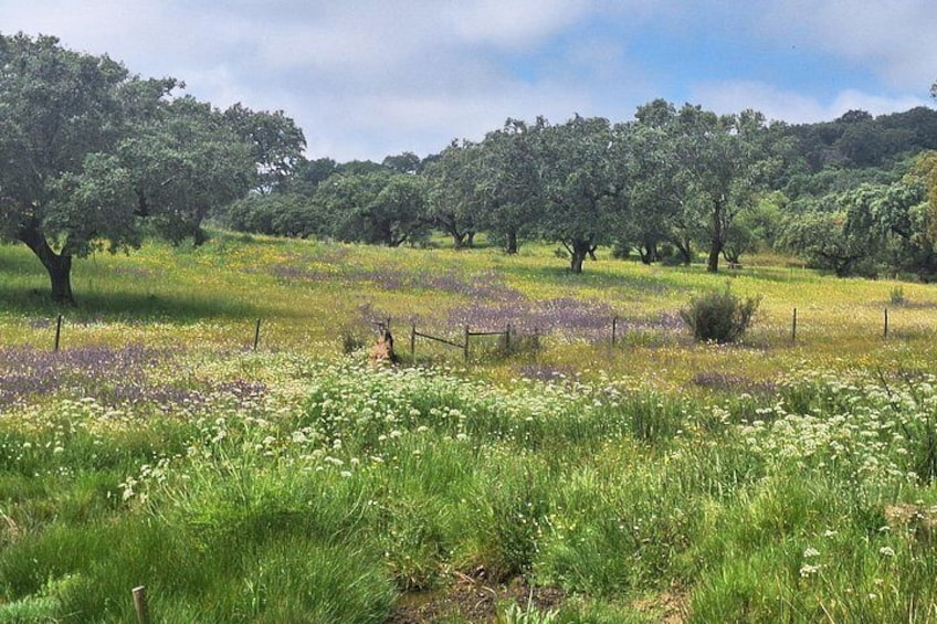 Une prairie parsemée de fleurs sauvages, avec des arbres et une clôture. 2