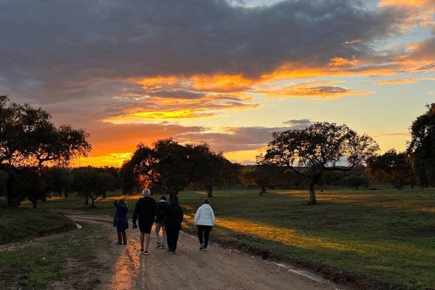 Walk in the Cork Forest Experience Pack 2