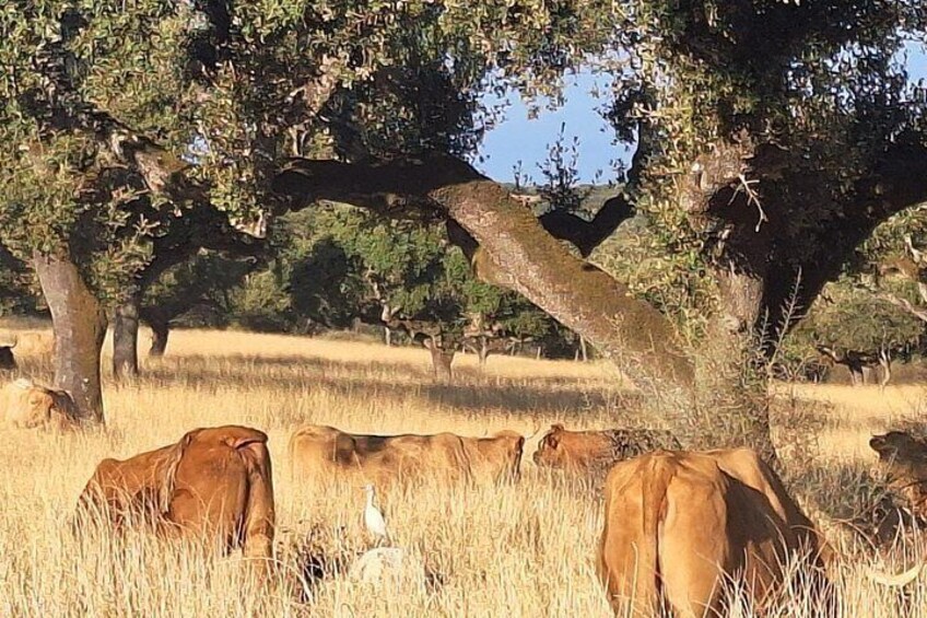 Un troupeau de vaches broute à l’ombre d’un grand arbre dans un champ verdoyant. 3