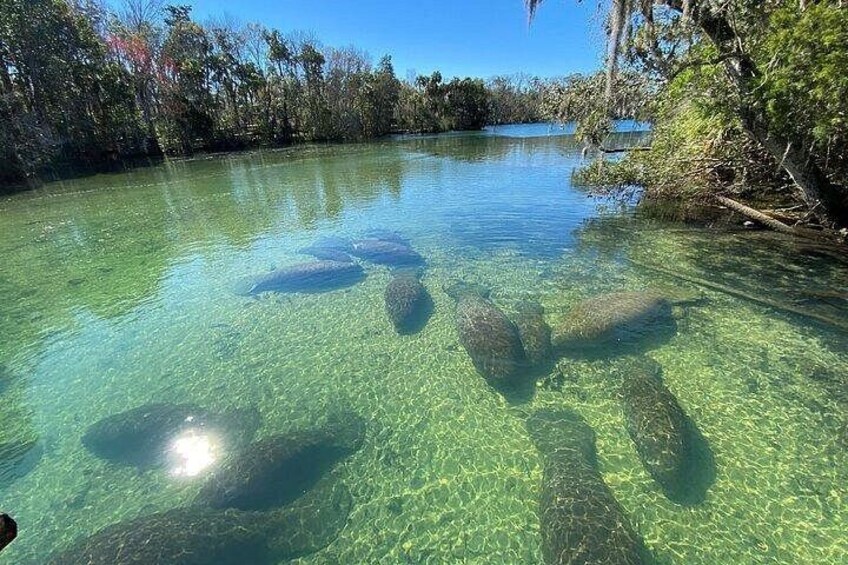 Crystal River Boat and Nature Tour 3