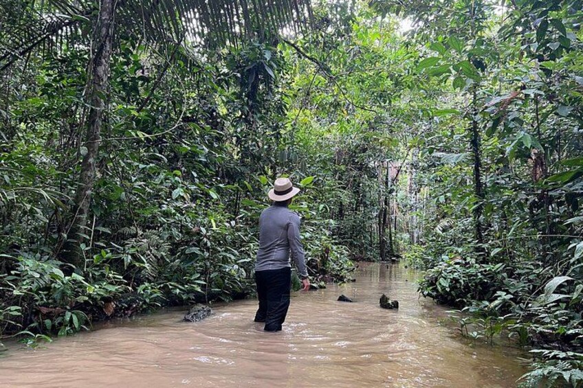 A person wading through a river in a dense forest. 1