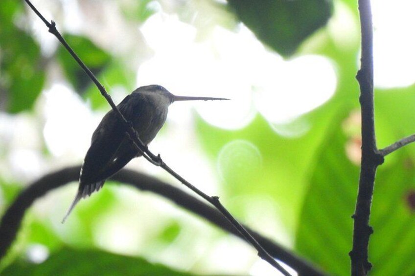 A bird perched on a branch with a blurred green background. 3