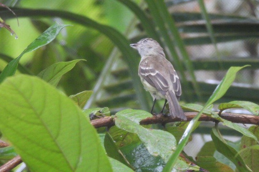 A small bird perched on a branch surrounded by green leaves. 5