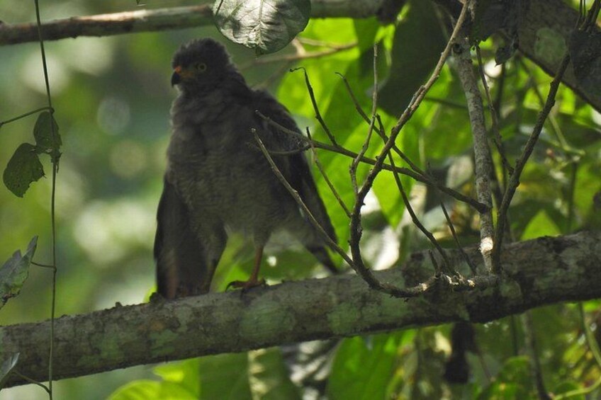 A bird perched on a branch surrounded by green foliage. 2