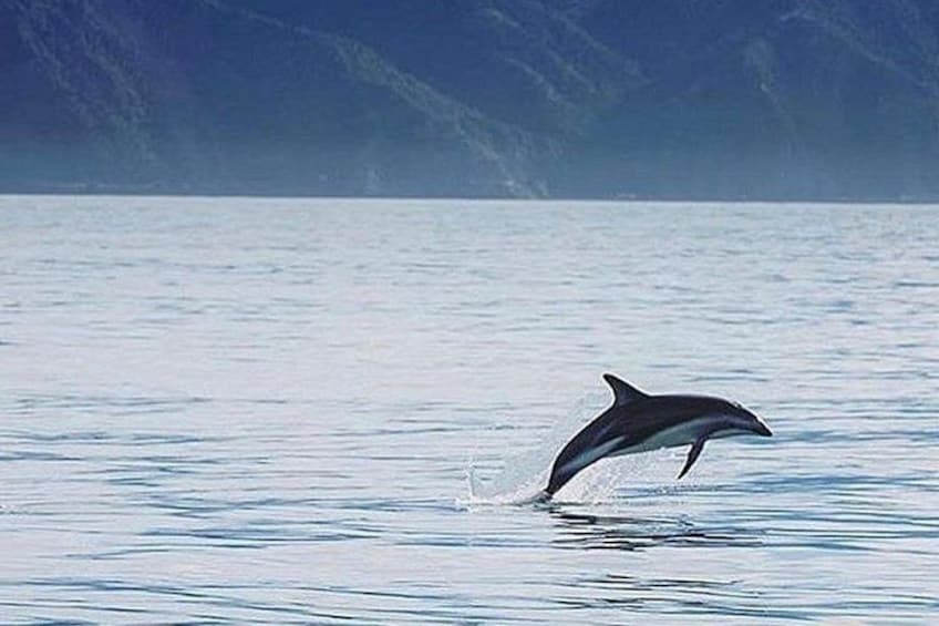 Kaikoura Private Whale Watching Day Trip from Christchurch 5