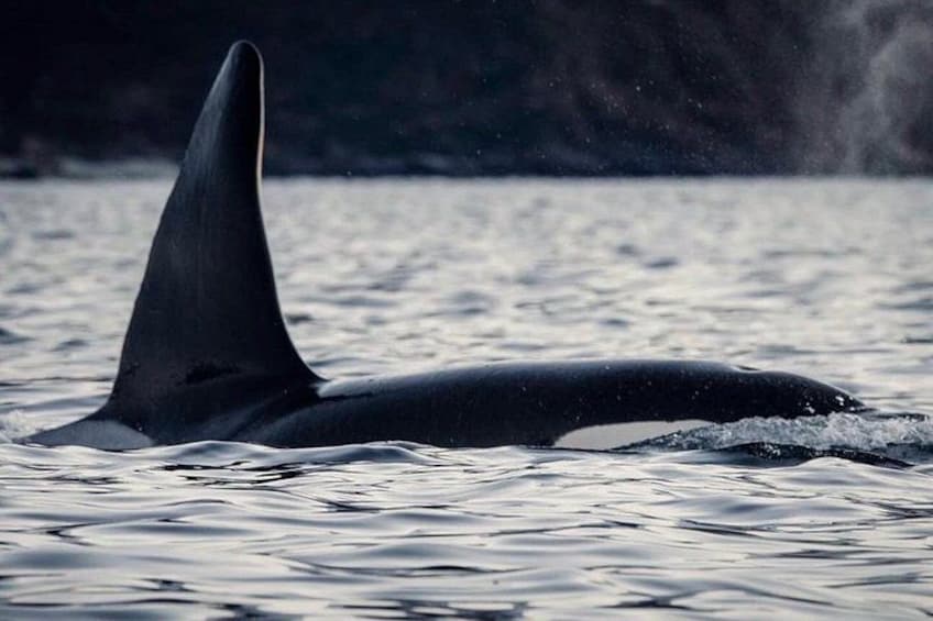 Kaikoura Private Whale Watching Day Trip from Christchurch 3