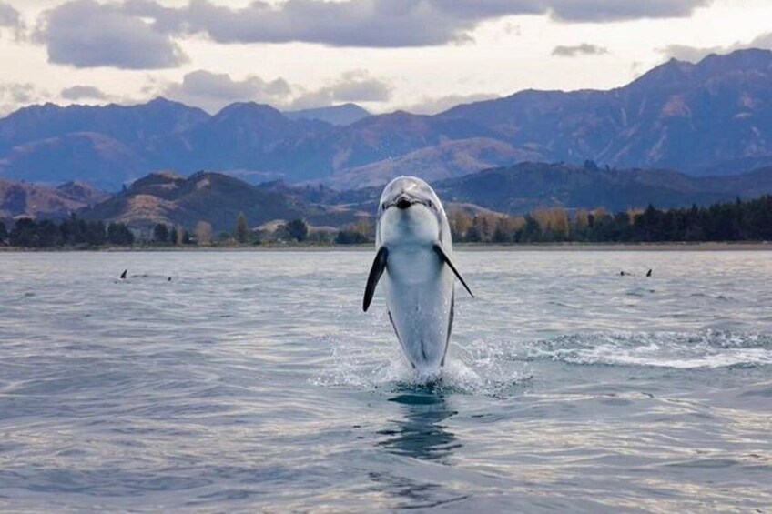 Kaikoura Private Whale Watching Day Trip from Christchurch 4