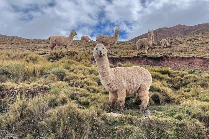 Lima: Marcapomacocha | Cordillera de la Viuda | Lakeside Route 5