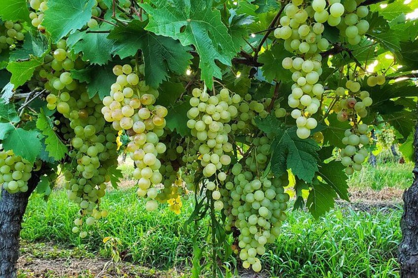 Cheeses & Wines of Colonia: A Gourmet Private Experience 1