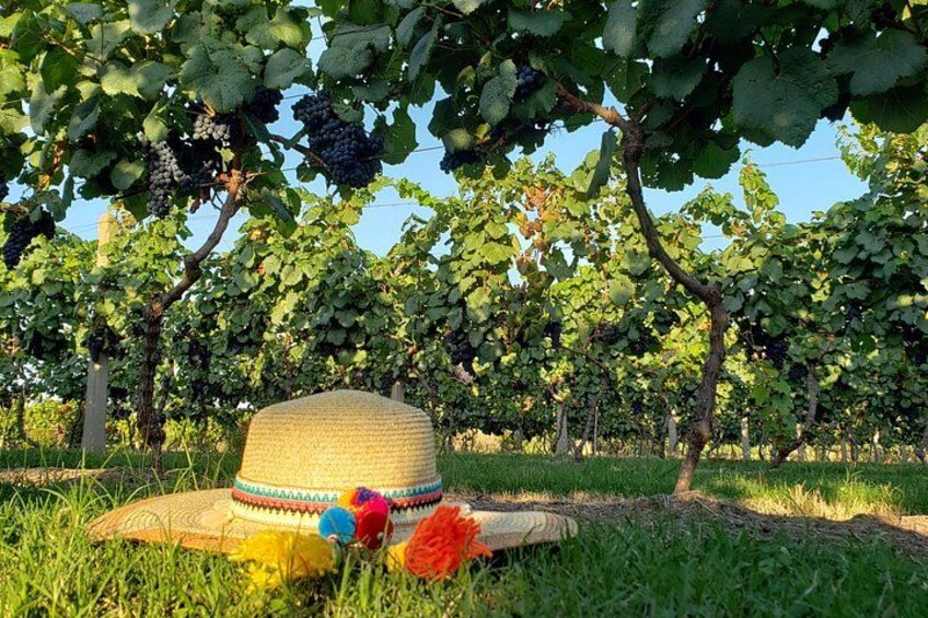 Cheeses & Wines of Colonia: A Gourmet Private Experience 4