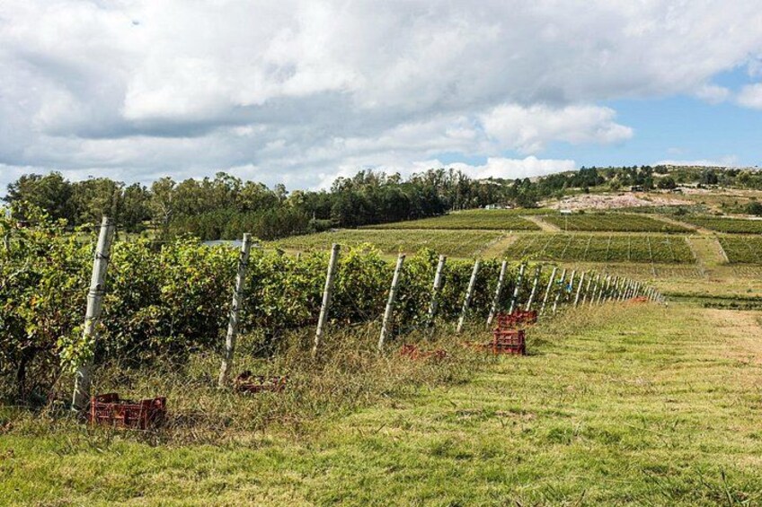 Cheeses & Wines of Colonia: A Gourmet Private Experience 3