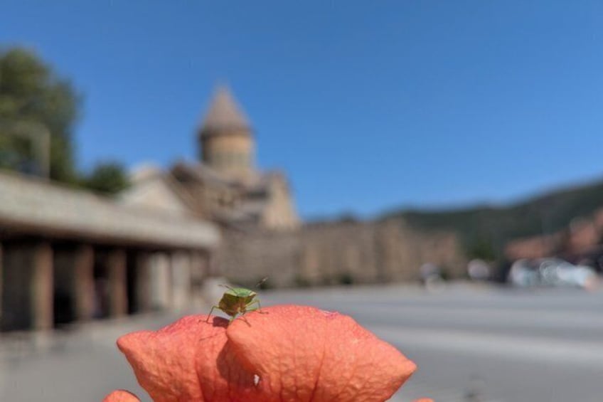Un gros plan d’une fleur rouge sur laquelle se trouve un insecte vert, avec un arrière-plan flou où l’on aperçoit un bâtiment à coupole. 2