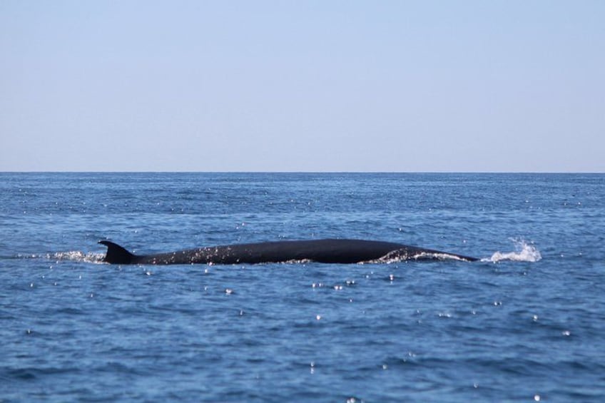 En hval der svømmer i havet. 4
