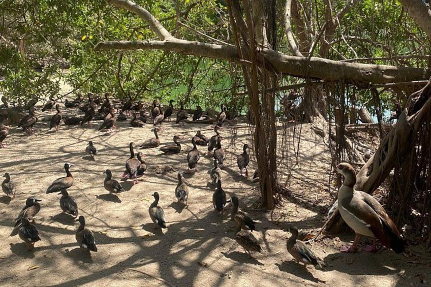 A group of birds, possibly ducks, gathered around a tree in a natural setting. 5