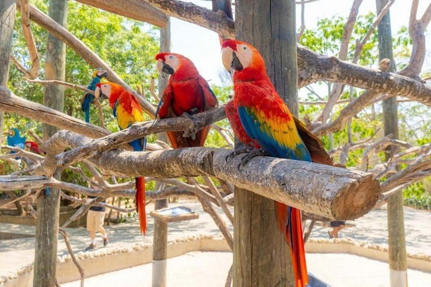 A group of colorful parrots perched on a wooden structure. 4