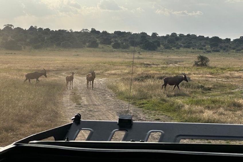 Rwanda Safari - 1 Day Akagera Big Five Safari from Kigali 5