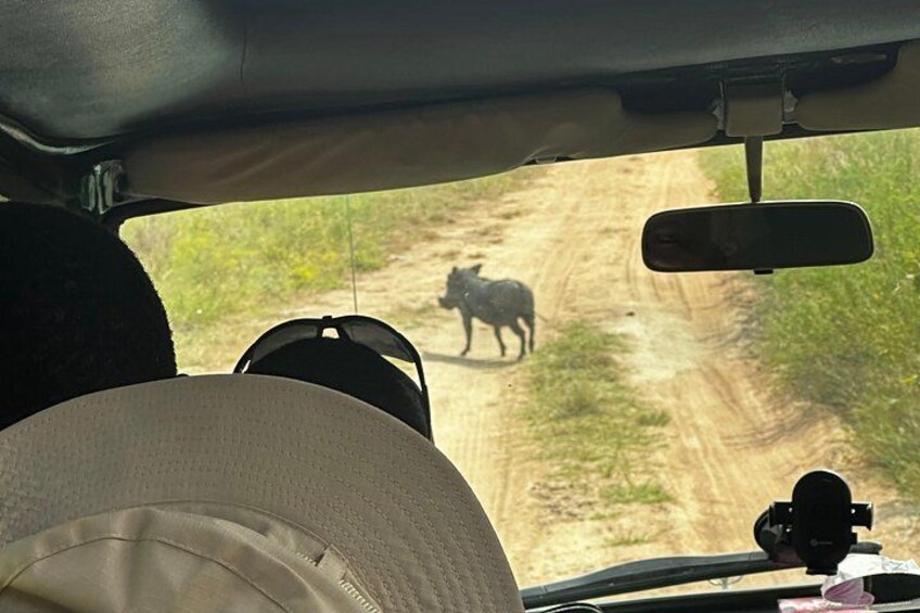 A vehicle's interior with a view of a dirt road and a buffalo in the distance. 4