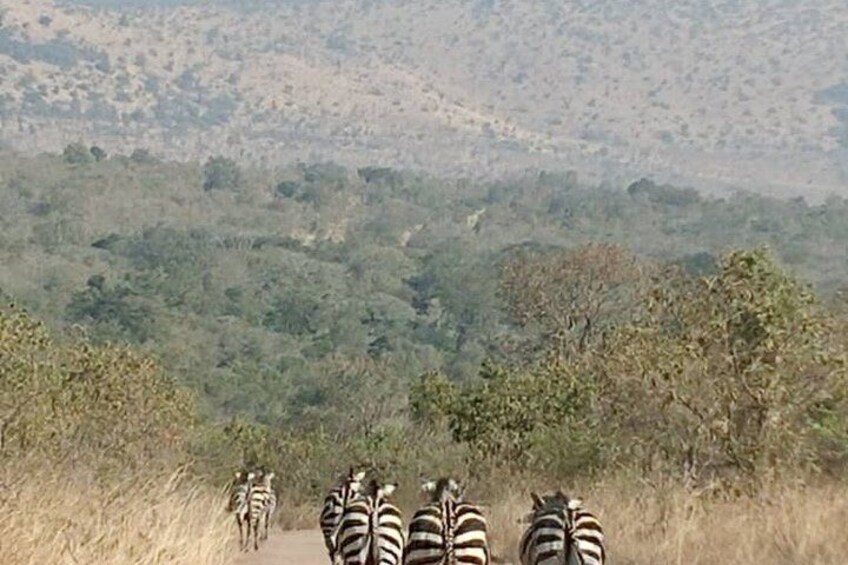Rwanda Safari - 1 Day Akagera Big Five Safari from Kigali 4