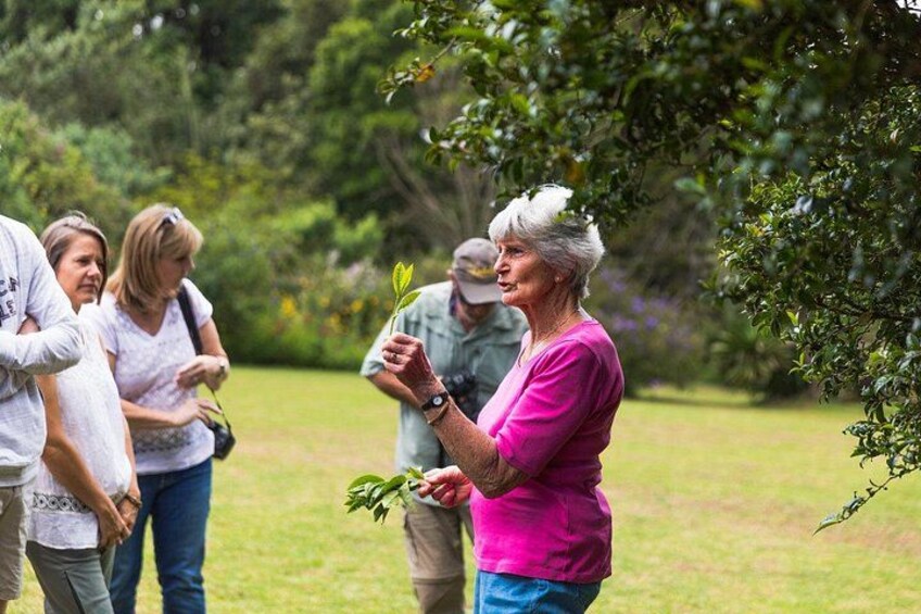 Kiambethu Tea Farm Tour and Lunch From Nairobi 5