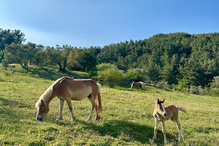 Un campo cubierto de hierba con caballos pastando, una colina boscosa al fondo y un cielo despejado. 4