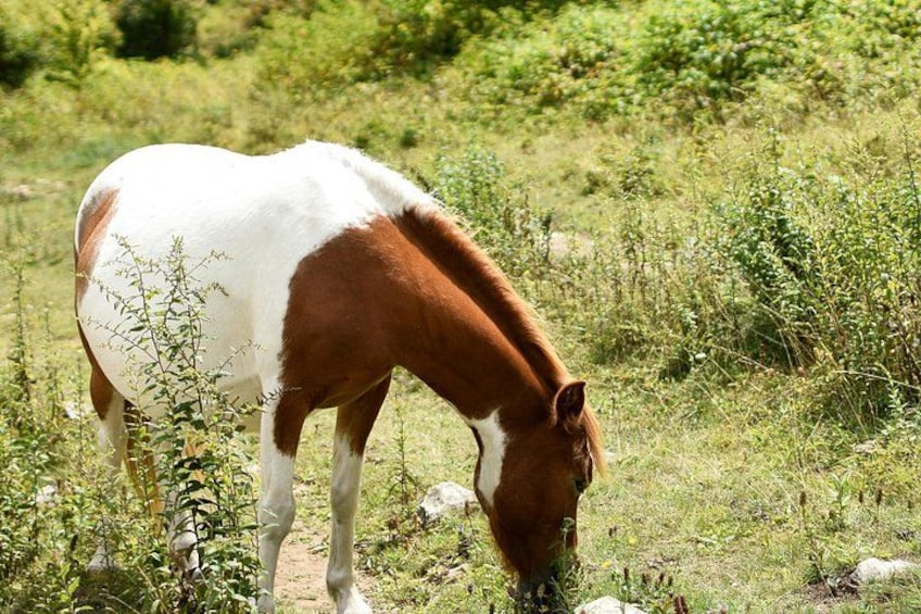 Un caballo pastando en un campo cubierto de hierba, con arbustos y árboles al fondo. 2