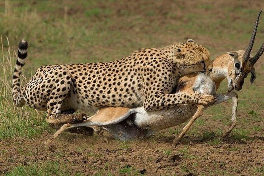 A cheetah and an antelope in a natural landscape. 2