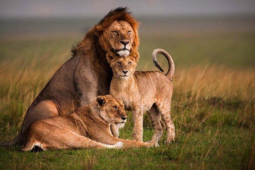 A lioness and two cubs in a grassy savannah. 3