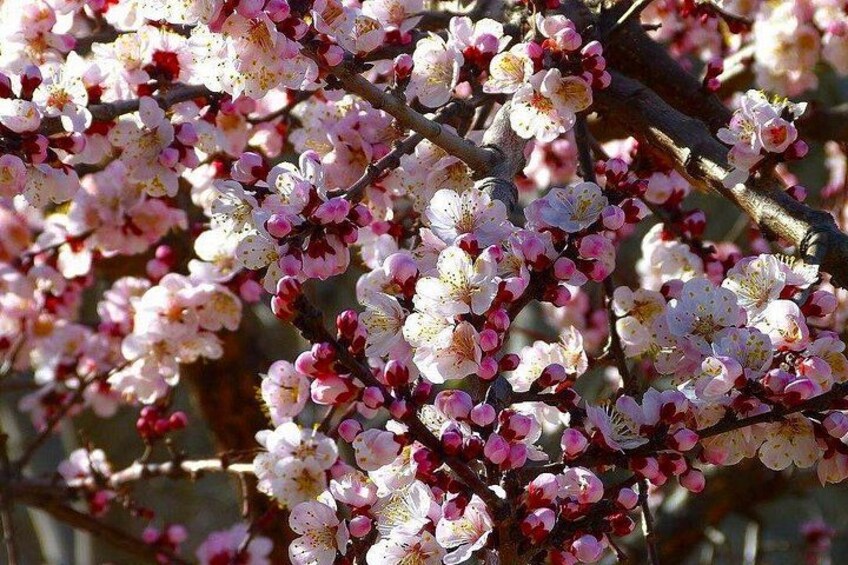 Apricot blossom in Hunza Valley 1