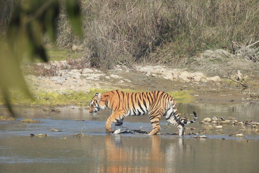 5-Nights Tiger Tracking Safari | Babai Resort, Transfers & Meals 3
