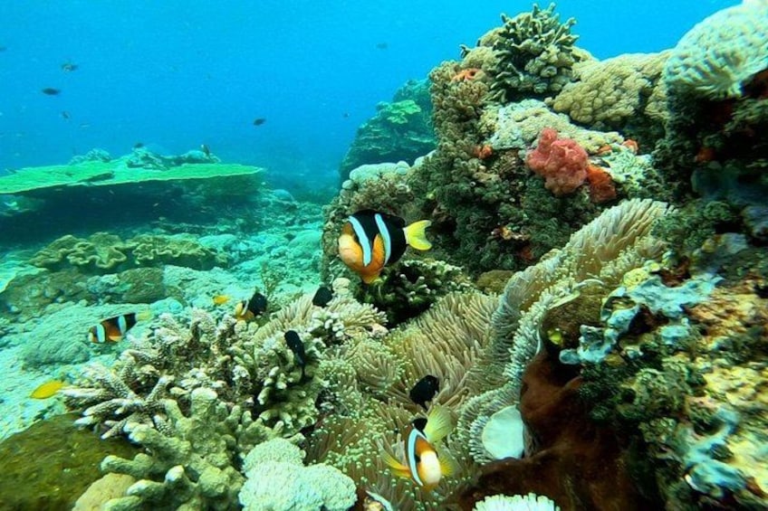 Nusa Penida Island West Snorkeling With Manta Rays 2