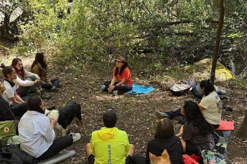 A group of people sitting in a circle outdoors, some with dogs, in a forested area. 2