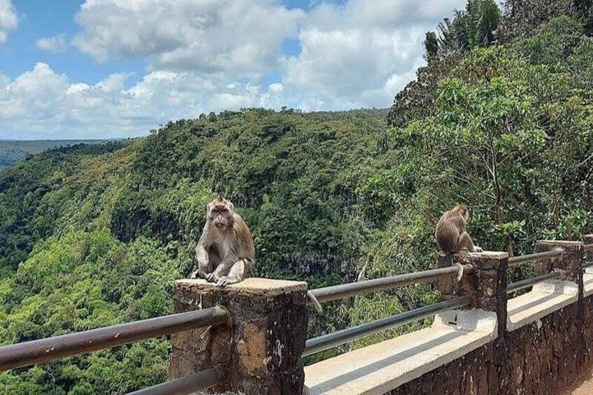 Two monkeys sitting on a stone ledge with a forested mountain in the background. 2