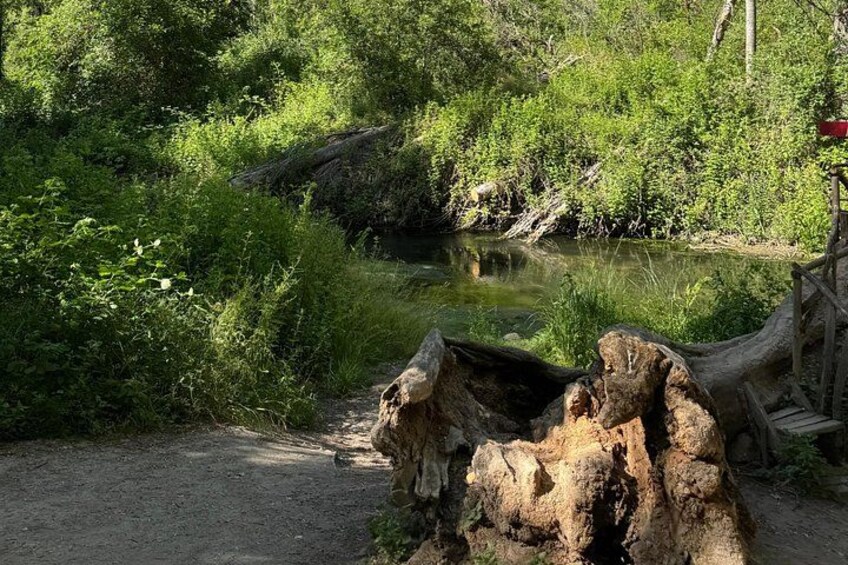A dirt path leading to a pond surrounded by dense greenery and a large fallen tree trunk. 5
