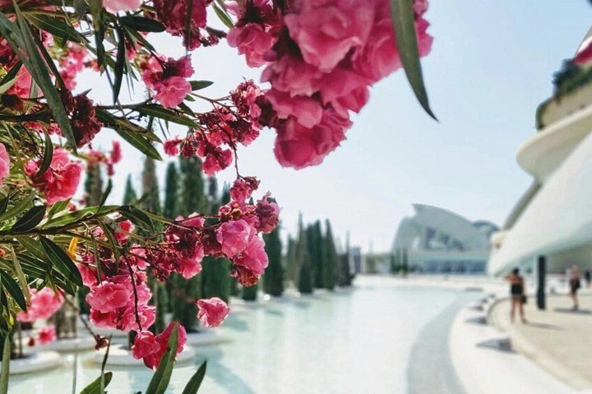 From Alicante: Day trip to Valencia and boat trip in the Albufera 1