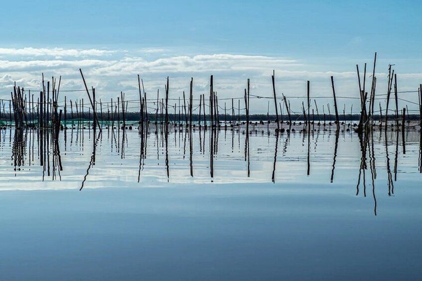 From Alicante: Day trip to Valencia and boat trip in the Albufera 2
