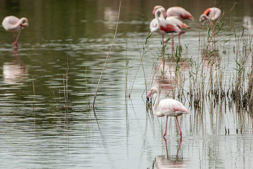 From Alicante: Day trip to Valencia and boat trip in the Albufera 5
