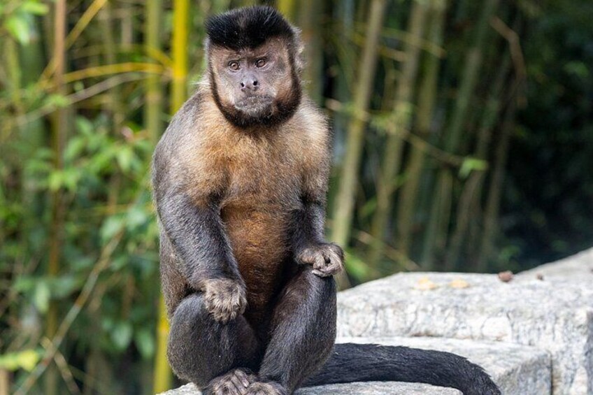 A monkey sitting on a rock with a forested background. 2