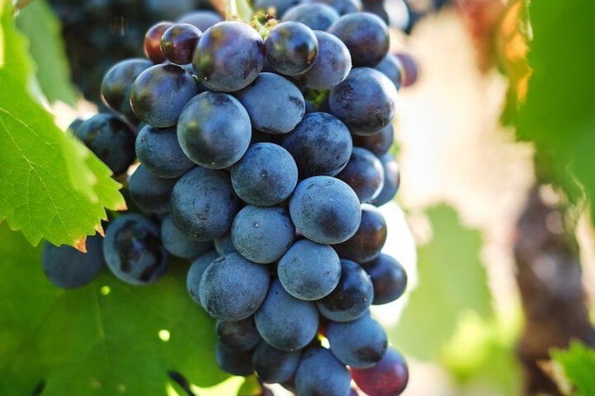 African Story Wine Tours in the Cape Winelands 2