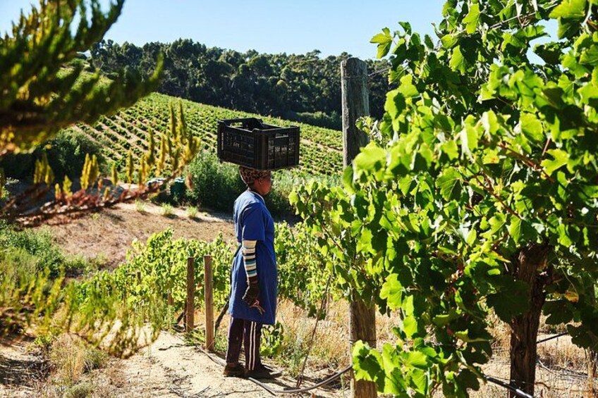 African Story Wine Tours in the Cape Winelands 3