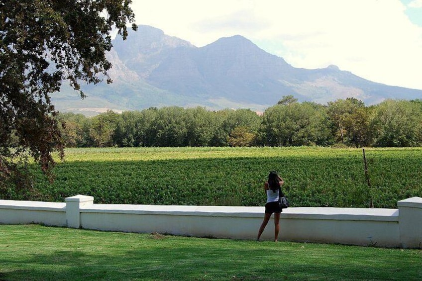 Full-Day South African Wine Tour 1