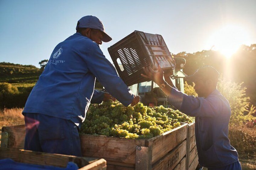 African Story Wine Tours in the Cape Winelands 2