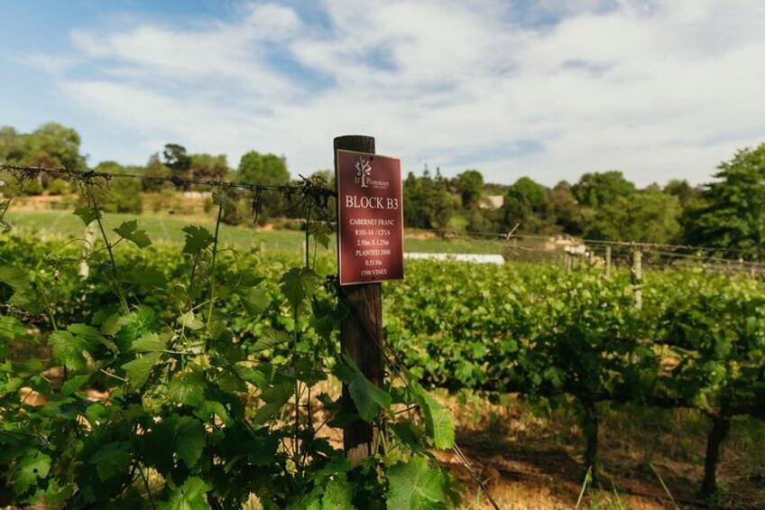Vinyards in Stellenbosch 5