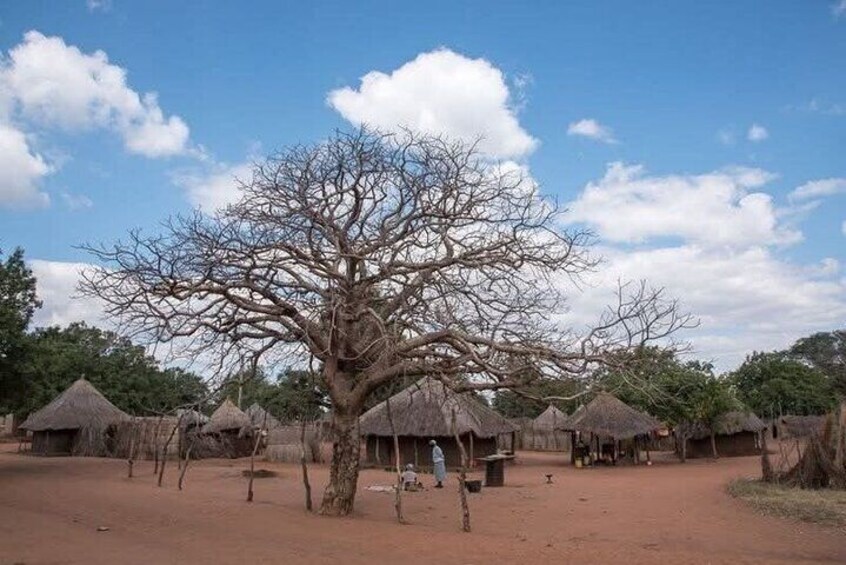 Un albero imponente in un paesaggio rurale, con capanne dal tetto di paglia. 3