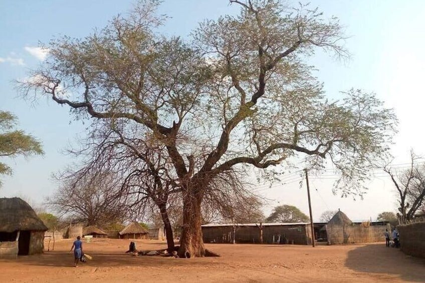 Un grande albero in un contesto rurale con capanne a tetto di paglia sullo sfondo. 4