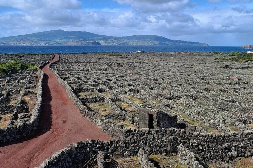 Pico Island wine culture - Private tour (+ optional wine tasting) 2
